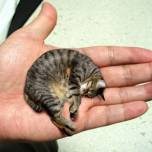 Мистер пибблз (mr. peebles) – самый маленький кот в мире