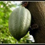 Какао или шоколадное дерево (theobroma cacao)