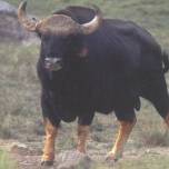 Гаур или азиатский бизон (bos frontalis)