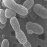 Ученые вернули к жизни новый вид бактерий