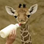 Молодой жираф обожает еду и смотрителя