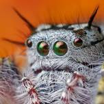 Удивительные макроснимки насекомых от opo tarser
