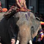 Праздник слонов в тайланде