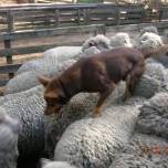 Смекалистая собака-пастух