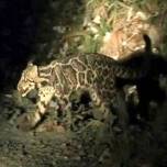 Впервые снят на видео дымчатый сундалендский леопард