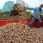 Еврокомиссия одобрила культивацию гм-картофеля