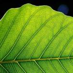 Искусственные листья в борьбе за возобновляемую энергию