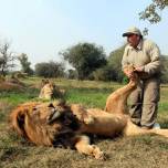 Львы тоже обожают массаж