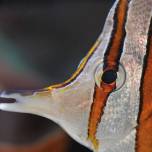 Рыба-Бабочка пинцет-хелмон (chelmon rostratus)