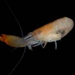 Щёлкающая креветка или стреляющая креветка  (snapping shrimp)