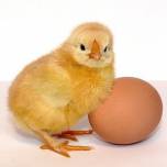 Что появилось раньше: здоровая курица или полезное яйцо?