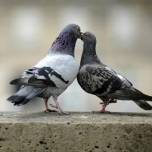 Французским голубям начали давать противозачаточное
