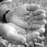 Ситуация с зерновыми может повторить продовольственный кризис 2008 года