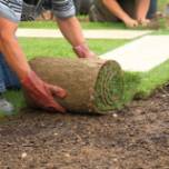 Как устроить рулонный газон своими руками?