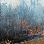 Почему некоторые ученые расценивают лесной пожар как положительный фактор?