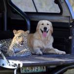 Дружба леопарда и золотого ретривера