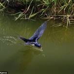Высокоскоростная фотография насекомых и птиц стивена далтона
