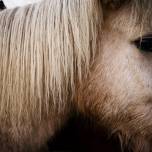 Знаменитые исландские лошади
