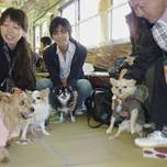 Японским собакам устроили день развлечений