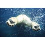 Полярная медведица совершила рекордный 9-дневный заплыв