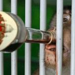 Порция вина спасает обезьян от орви