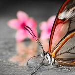 Чудные фотографии бабочек