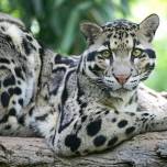 Открыт новый подвид сунданского дымчатого леопарда (neofelis diardi)