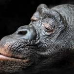 Гориллы, орангутаны и шимпанзе-бонобо из зоопарка франкфурта