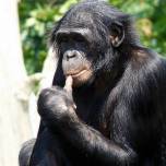 Шимпанзе бонобо рассказывают друг другу, где находится самая вкусная еда