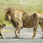 Лев и дела семейные