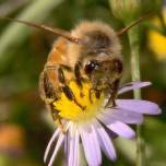 Бывает ли у пчёл депрессия