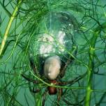 Как паук-водолаз дышит под водой