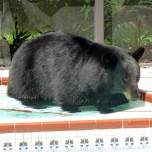 Медведь от жары залез в частный бассейн