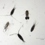 Планктонные рачки используют ''изобретение'' кашалотов для глубоководного ныряния