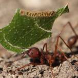 В чём секрет муравьёв-листорезов?
