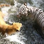 Лигры и тигры в бассейне