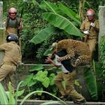 Дикий леопард атаковал деревню в  индии