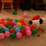 Пёс и воздушные шары
