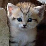 Котенок барханной кошки (felis margarita)