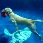 Собака обожает нырять в глубокий бассейн