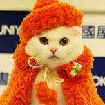 Одежда для кошек от японского кутюрье