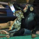 Шимпанзе заменила кормящую маму двухмесячному тигрёнку
