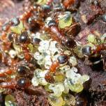 Как происходит выборы королевы у муравьёв