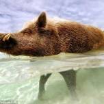 Пляжная жизнь свиньи babe, которая живет на своем частном острове на багамах