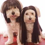 Собаки в париках