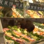 Маленький медвежонок залез в рыбный отдел супермаркета