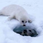 Самкам гренландского тюленя скоро будет негде рожать