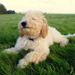 Кокапу элфи (alfie) официально признана самой счастливой собакой великобритании