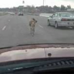 В Огайо из грузовика на дорогу выпал олень
