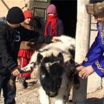 В казахстане живет теленок, у которого шесть ног и три рога
